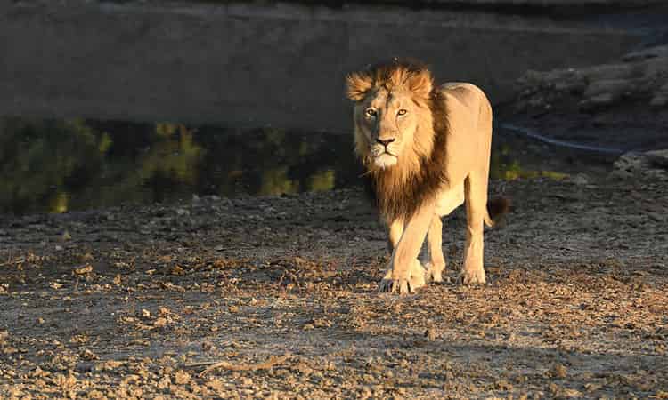 Gir National Park