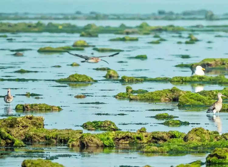 Marine National Park Gujarat