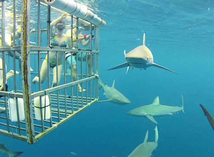 Shark Diving - Things to Do in South Africa